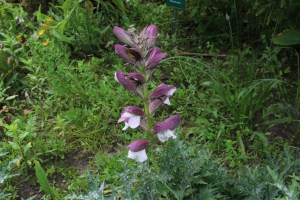 acanthus spinosus (2) (1200 x 800)